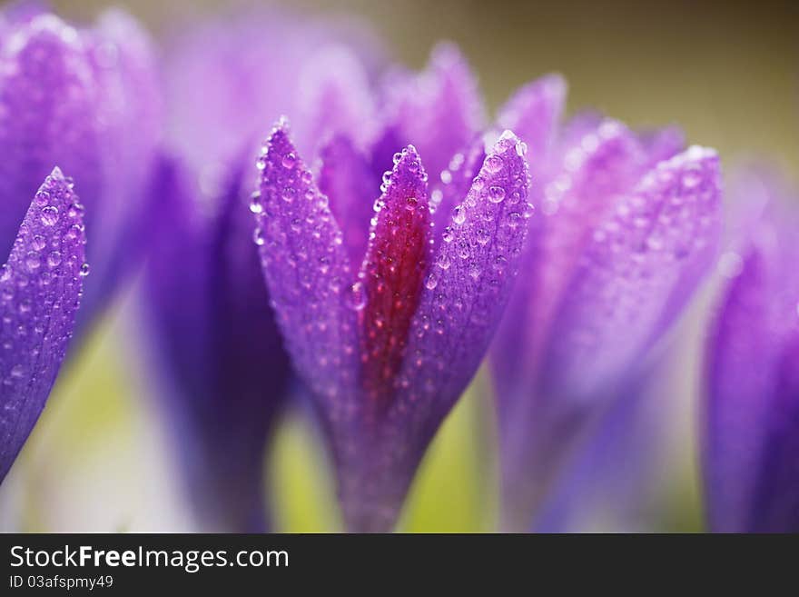 Beautiful crocuses in the wintertime