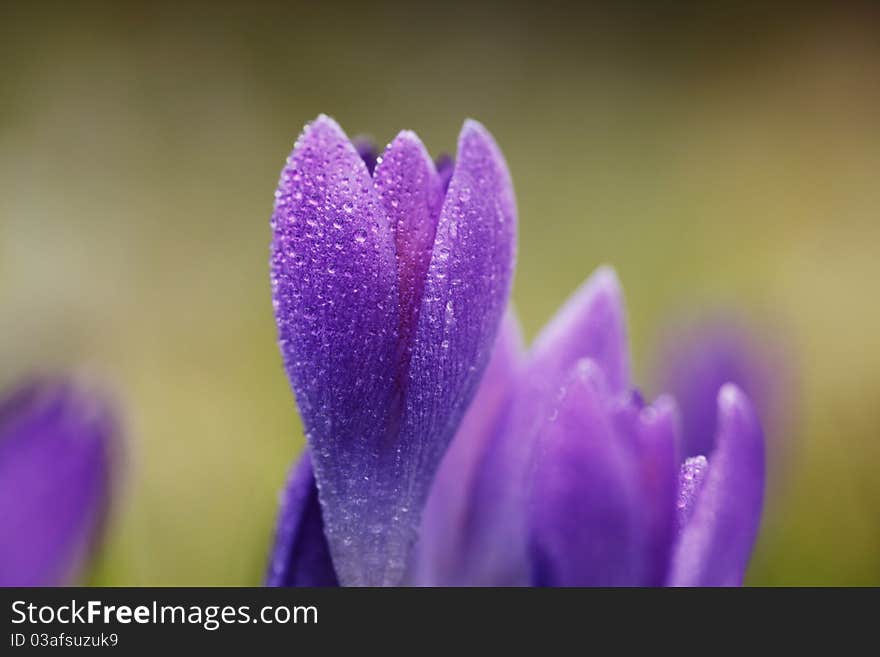 Beautiful crocuses in the wintertime