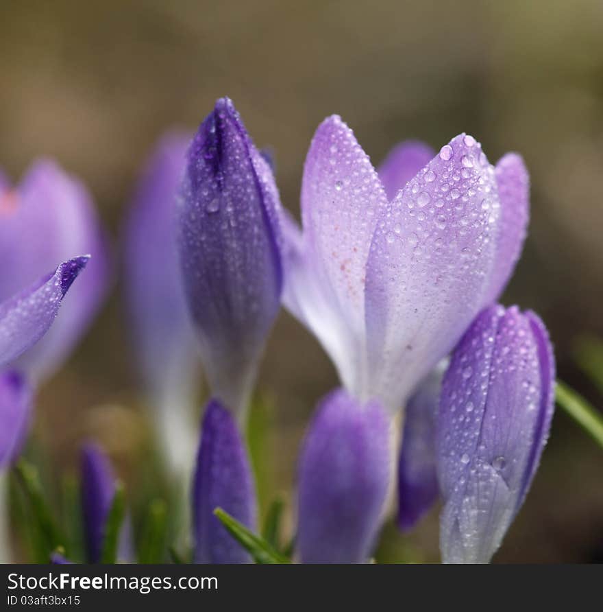 Beautiful crocuses in the wintertime