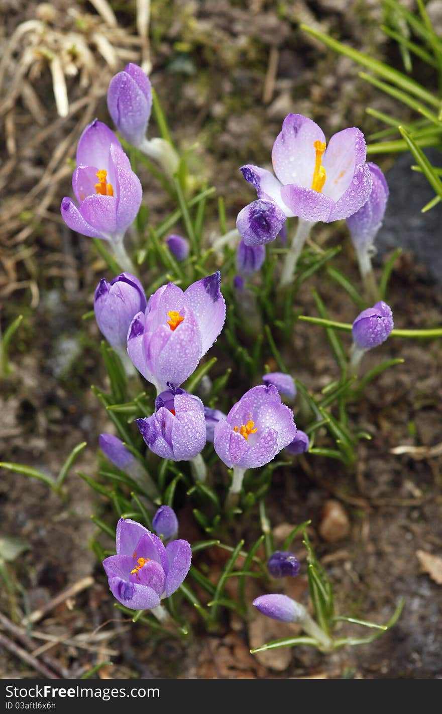 Beautiful crocuses in the wintertime