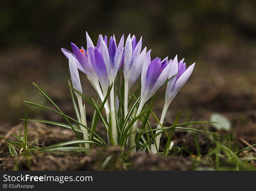 Beautiful crocuses in the wintertime