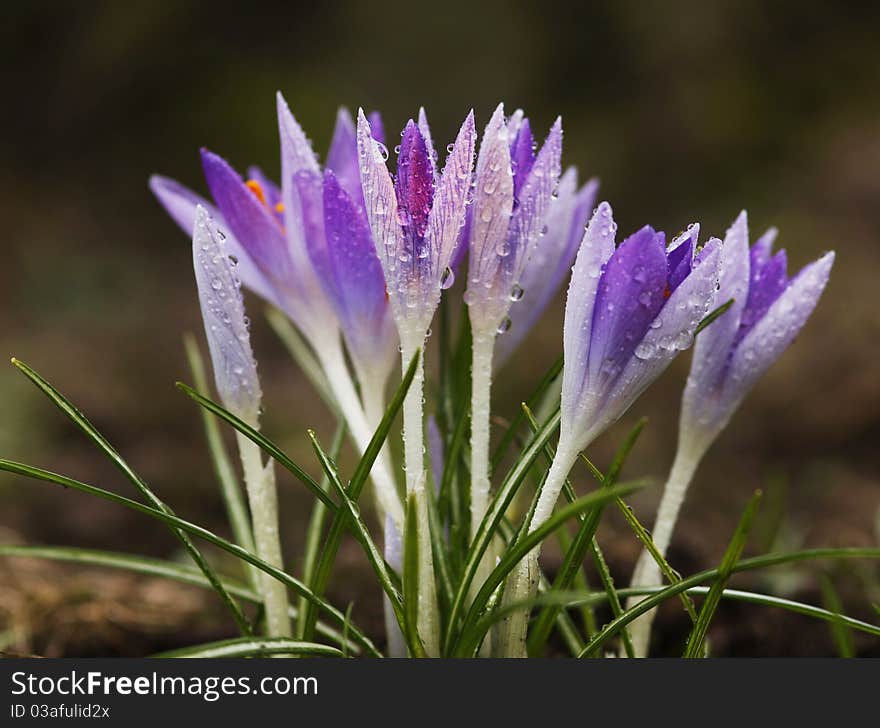 Beautiful crocuses in the wintertime