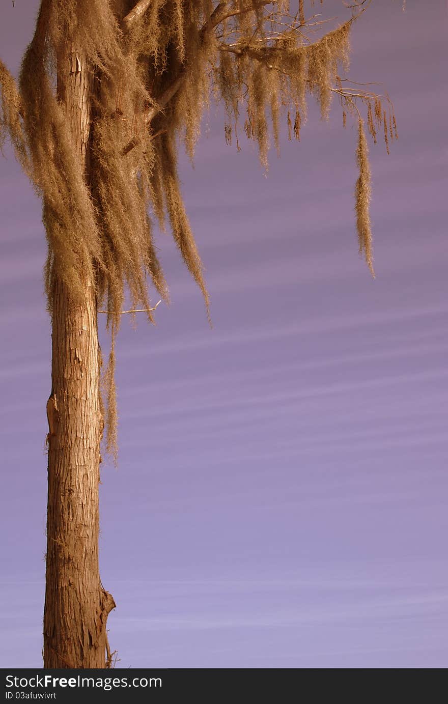 Moss on Cypress Tree