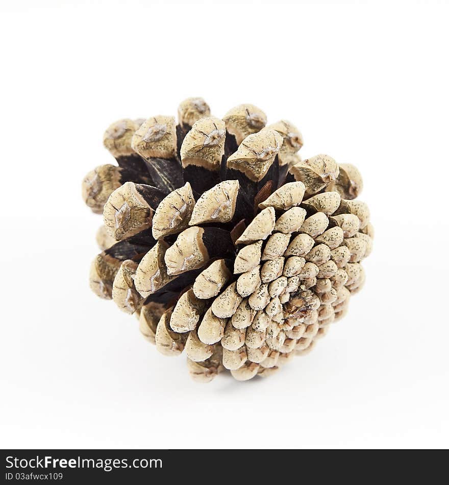 Isolated pinecone detailed photo on bright white background