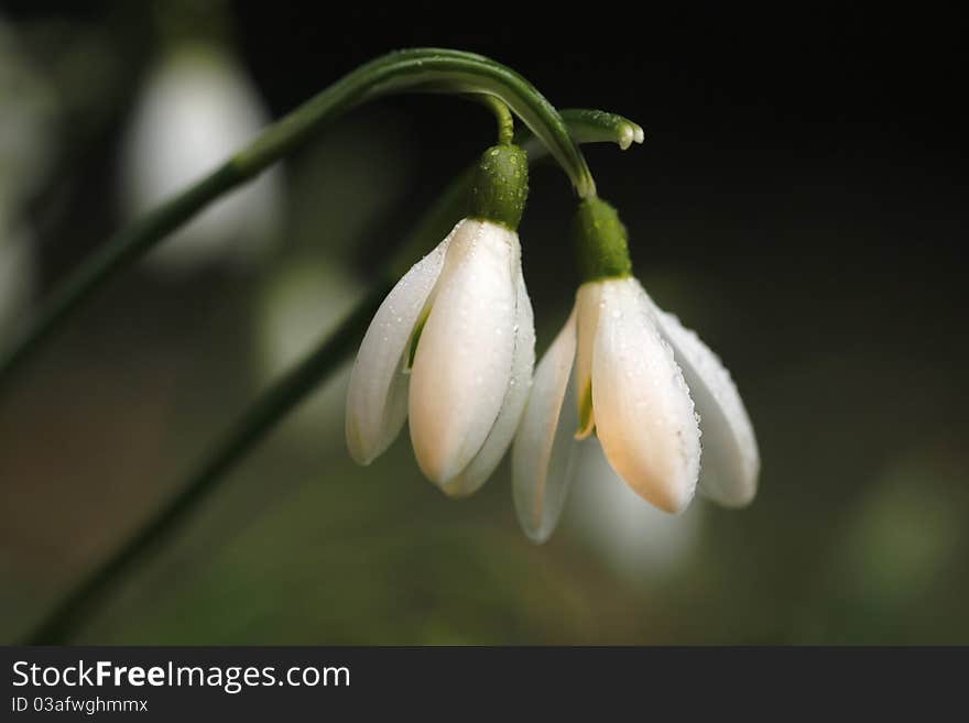 Beautiful snowdrop in the wintertime