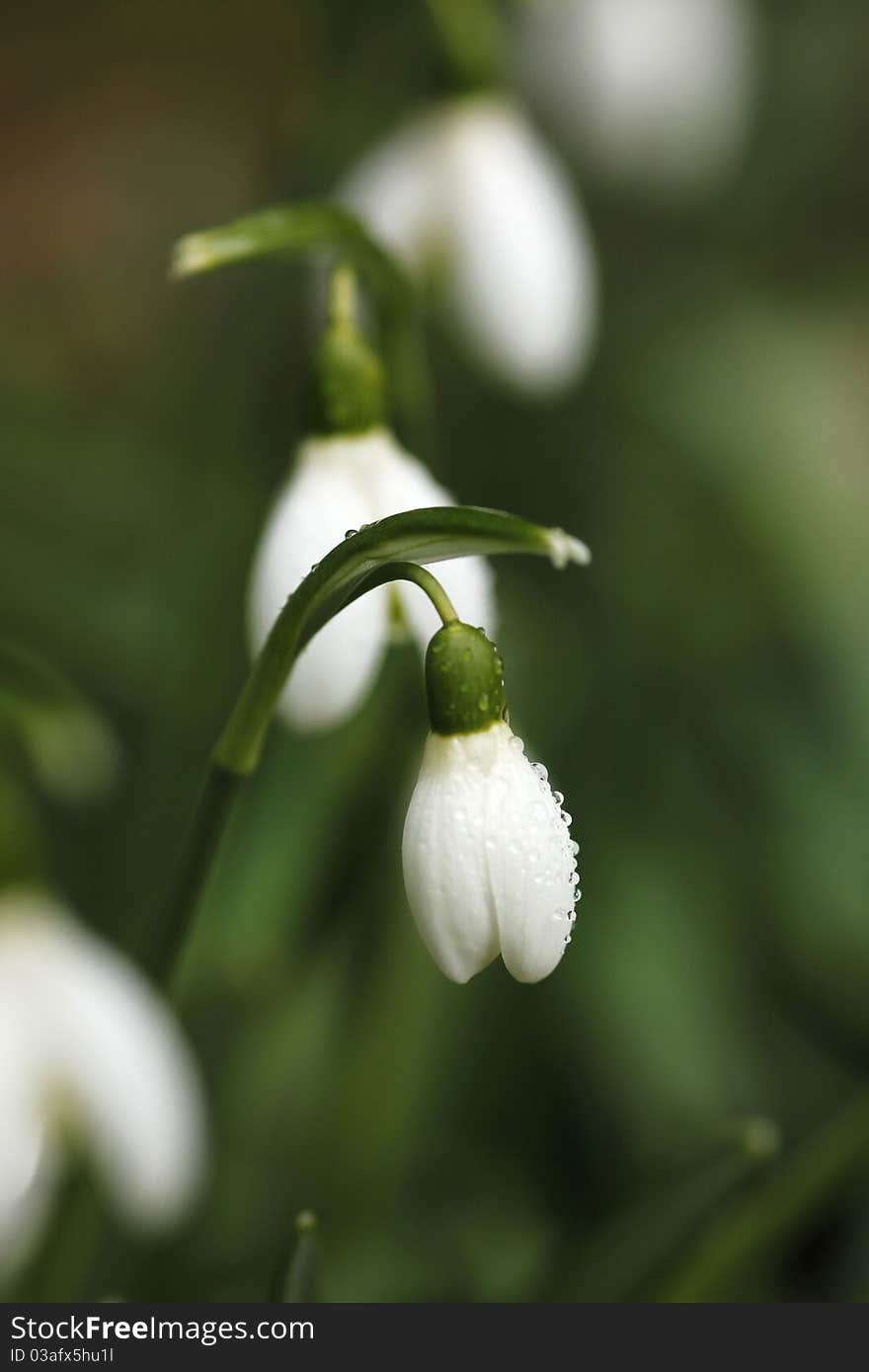 Beautiful snowdrop in the wintertime