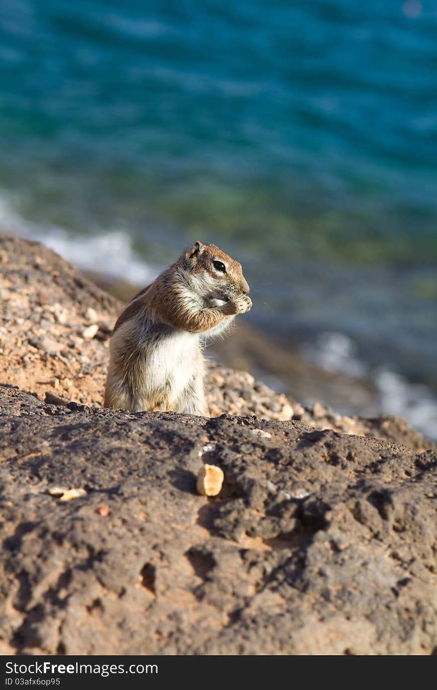 Ground Squirrel from Africa now breeding in Fuerteventura