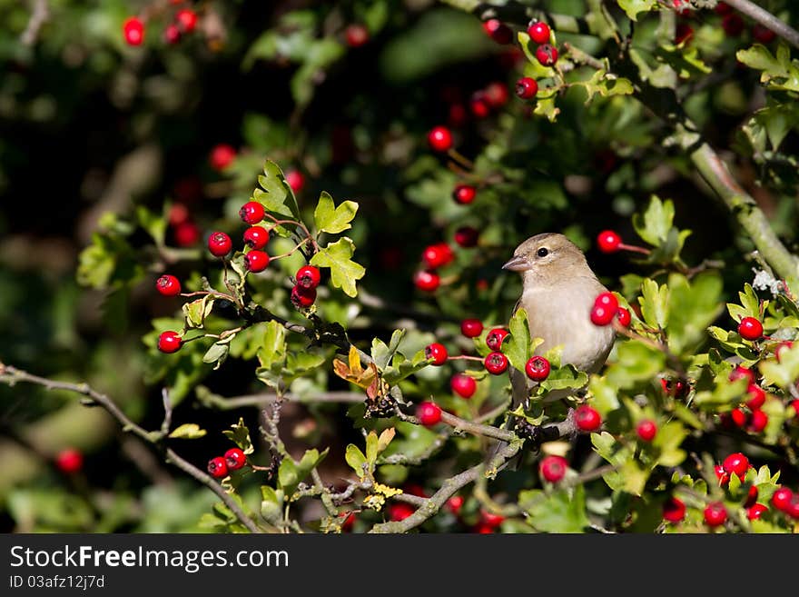 Chaffinch (Fringilla coelebs)