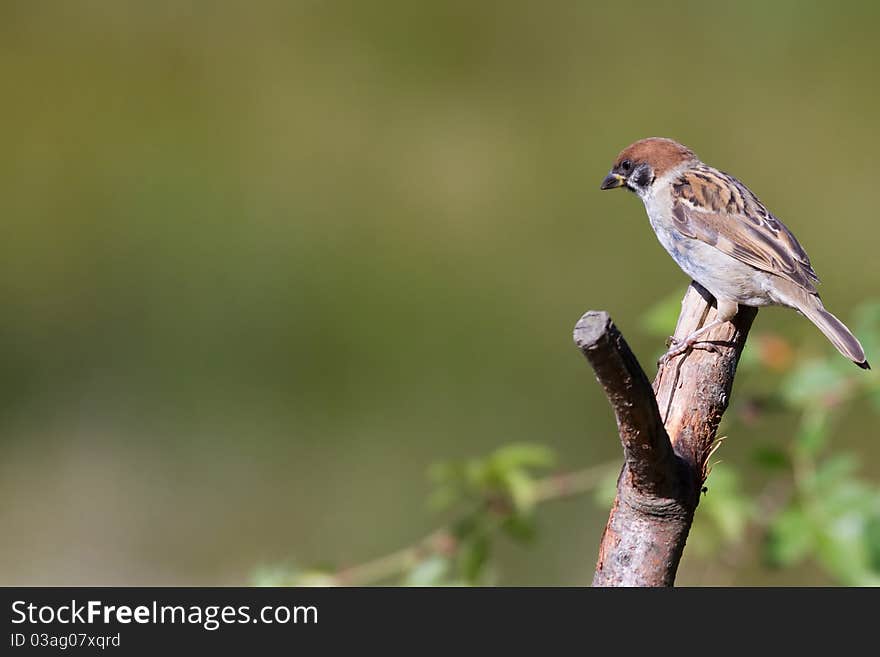 Tree Sparrow (Passer montanus)