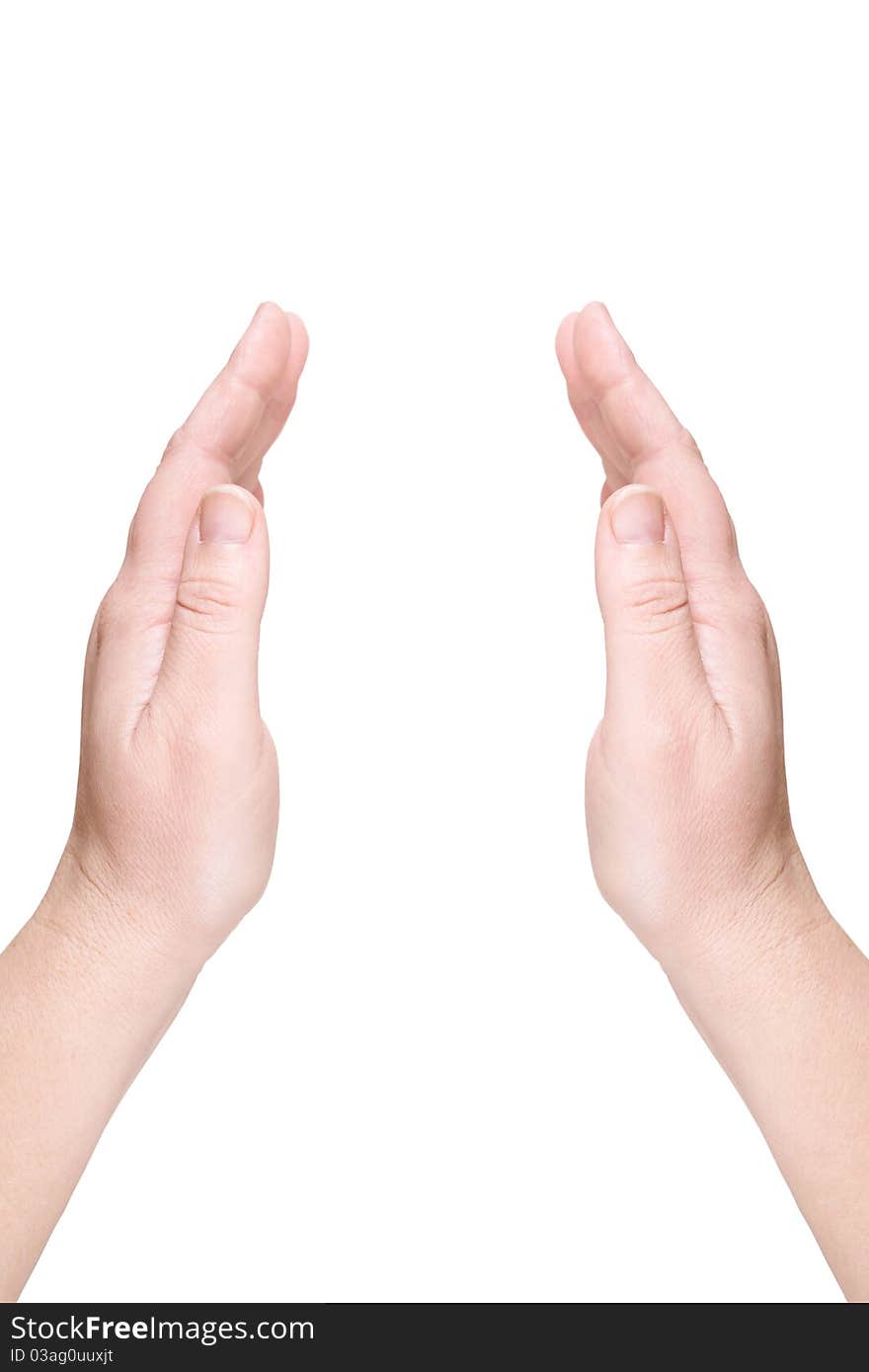 Two female palms on a white background