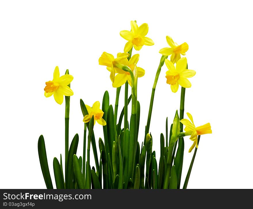 Bunch of daffodils isolated on white