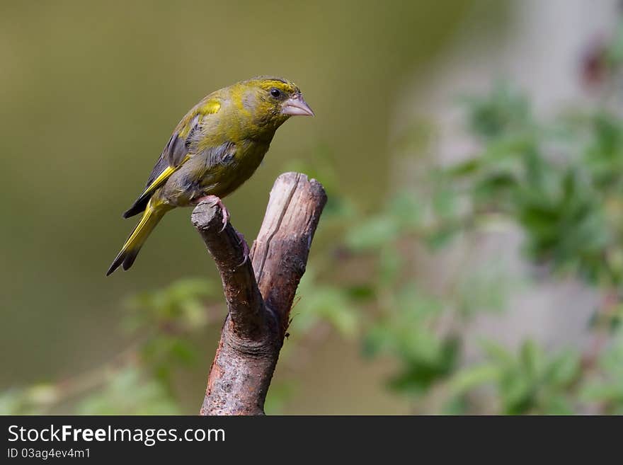 Greenfinch (Carduelis Chloris)