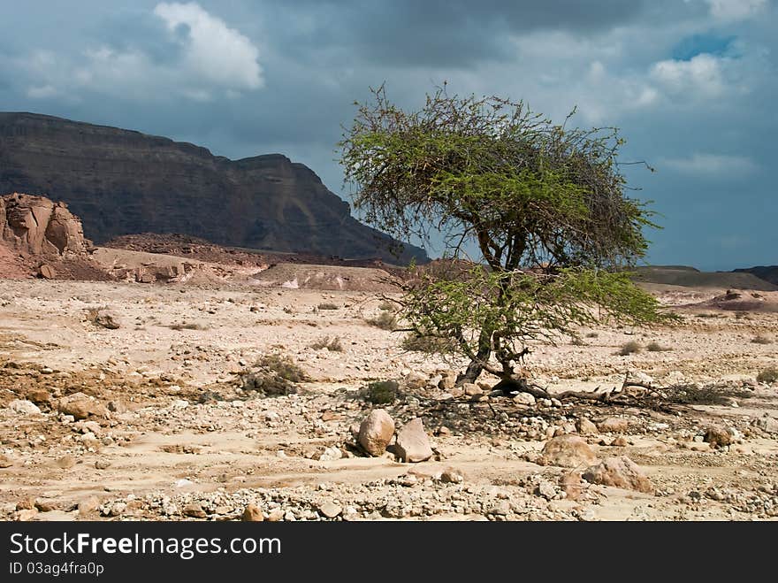 Desert of Negev in the spring, Israel