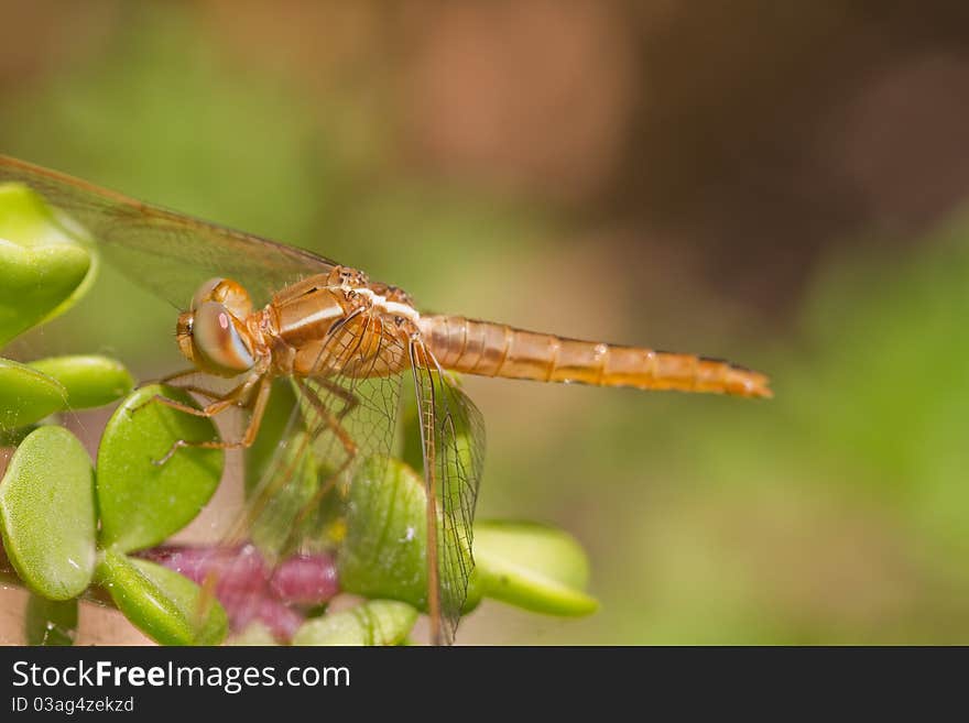 Dragonfly