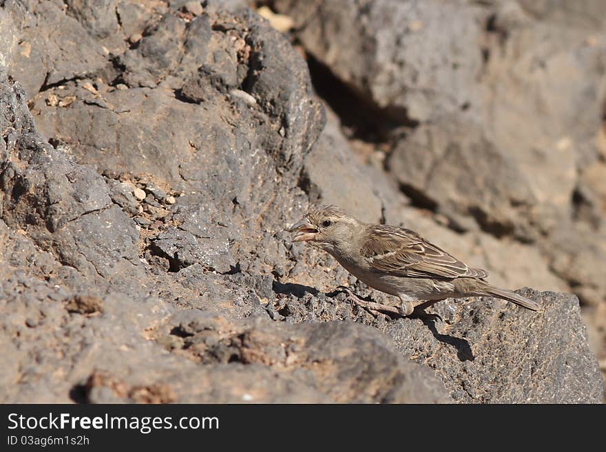 Sparrow perched from Fuerteventura canary islands spain