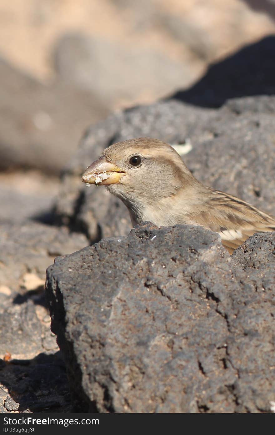 Sparrow perched from Fuerteventura canary islands spain