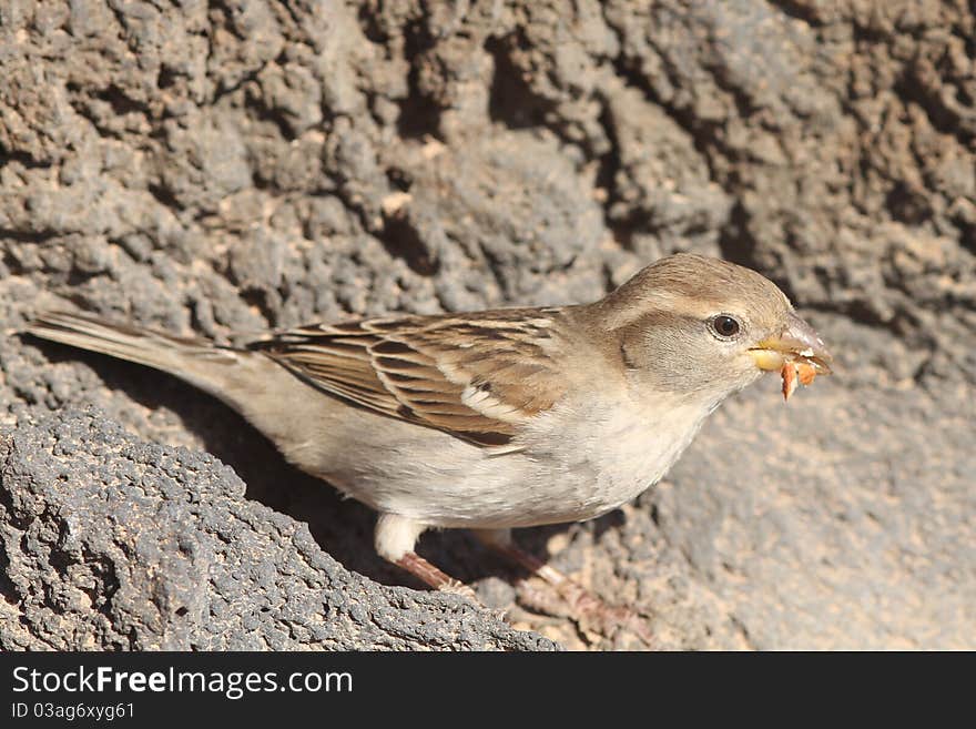 Sparrow perched from Fuerteventura canary islands spain