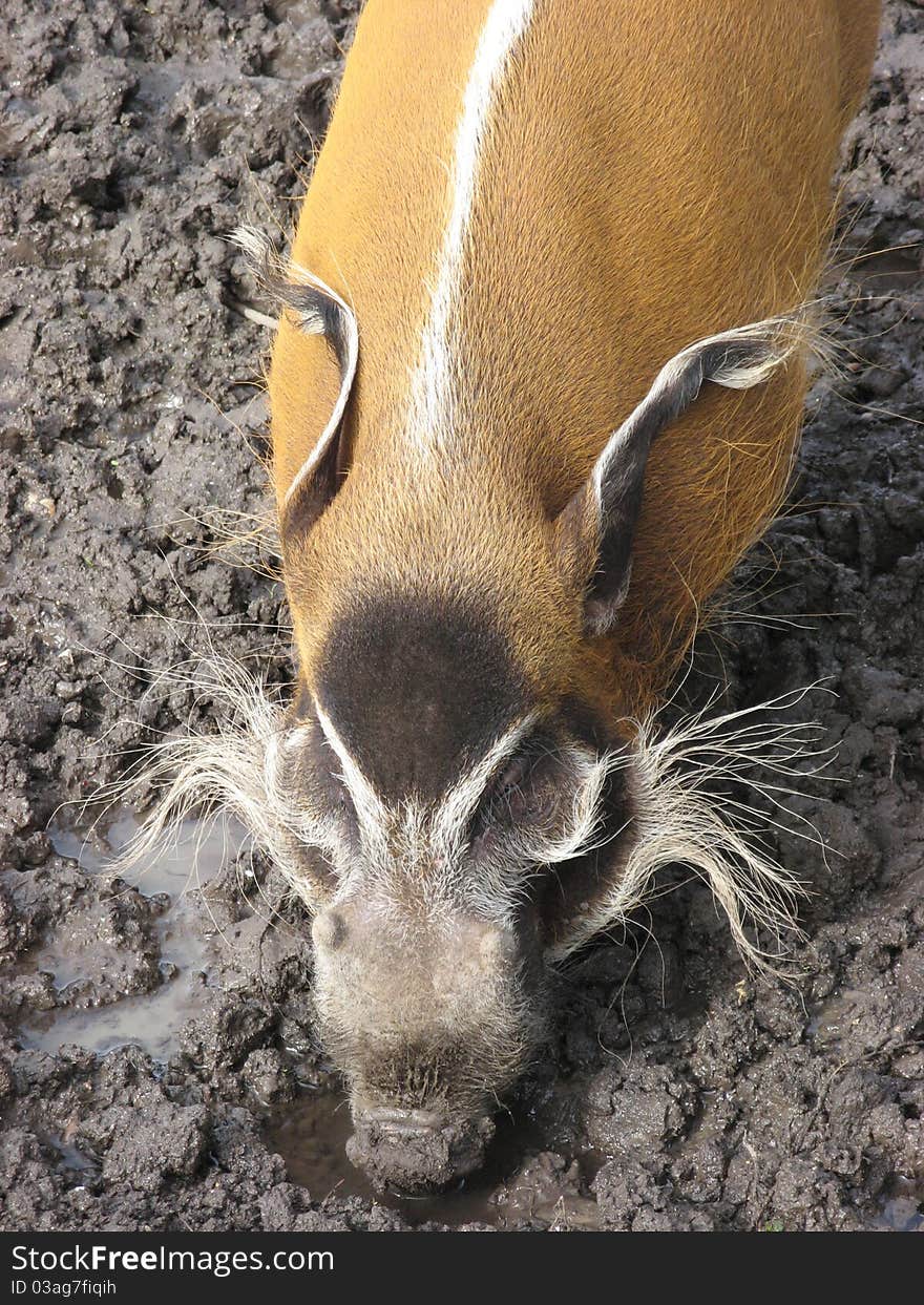 Red River Hog in mud