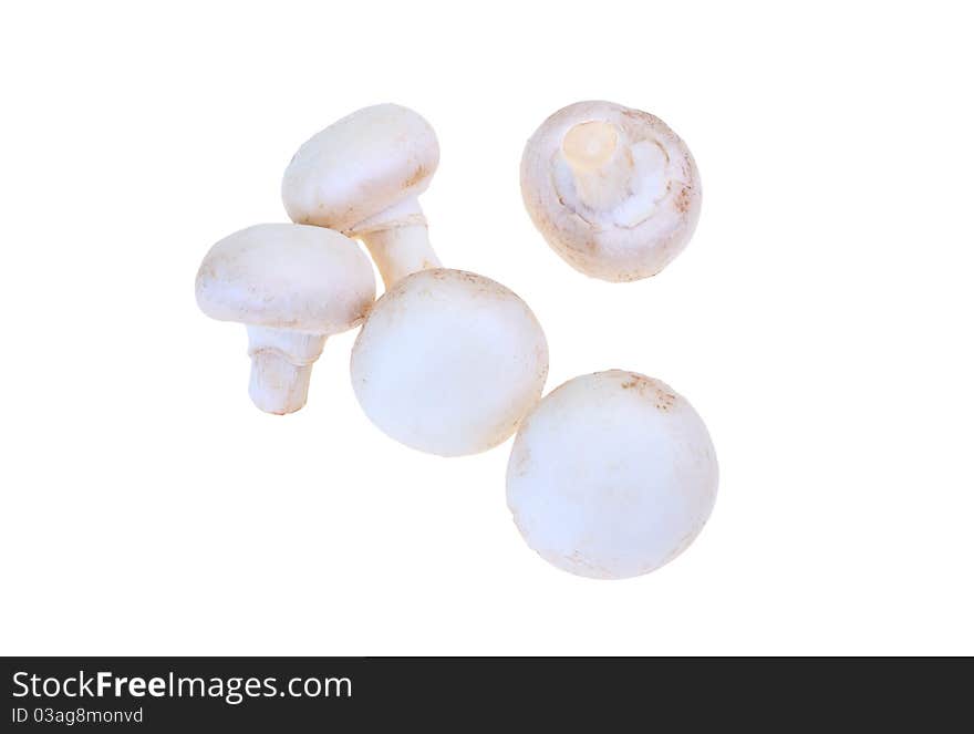 Biological mushrooms product on plain on white background