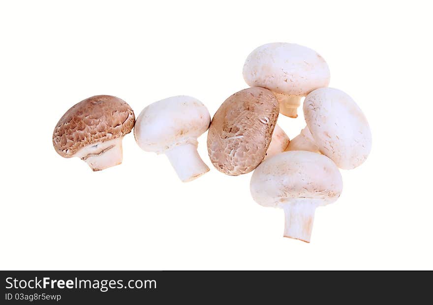 Biological mushrooms product on plain on white background