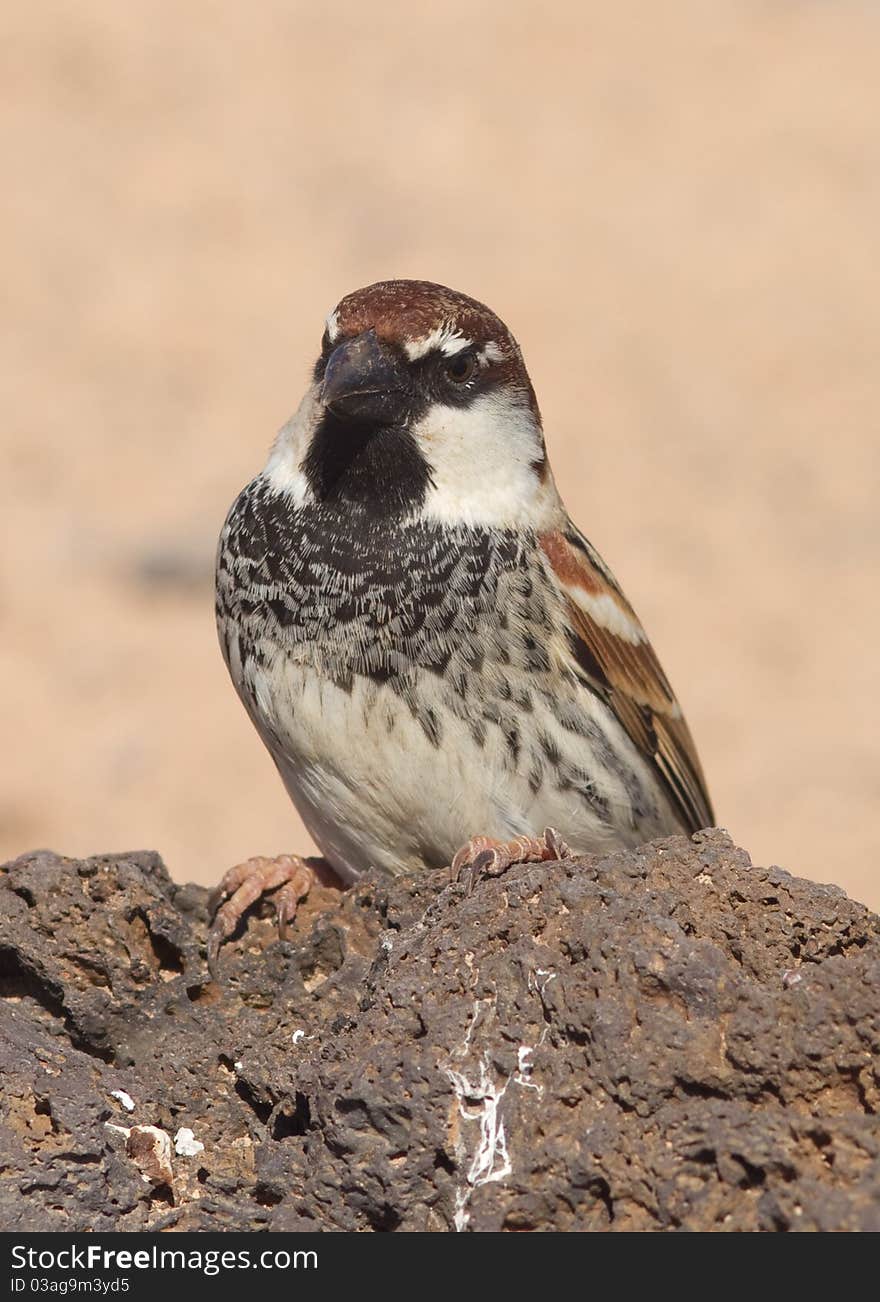 Sparrow perched from Fuerteventura canary islands spain