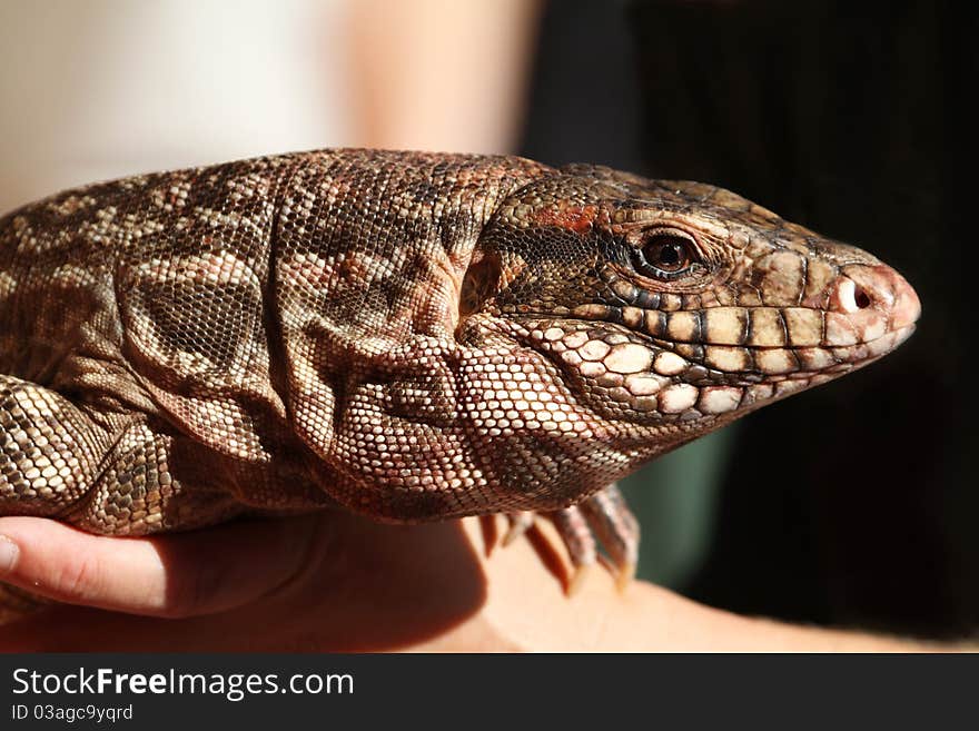 Lizard holding a large lizard close up