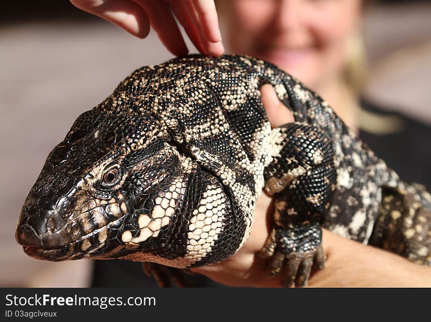 Lizard holding a large lizard close up