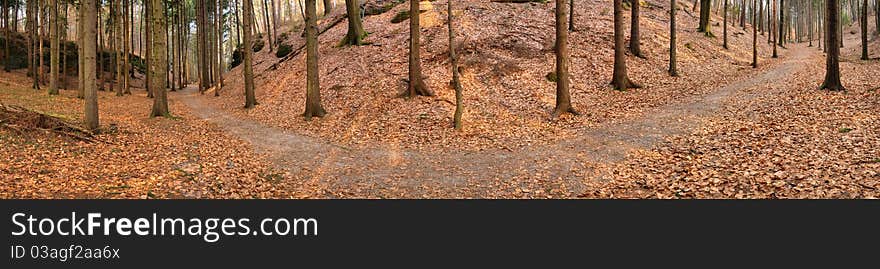 Panorama of the footpath leading through the woods. Panorama of the footpath leading through the woods