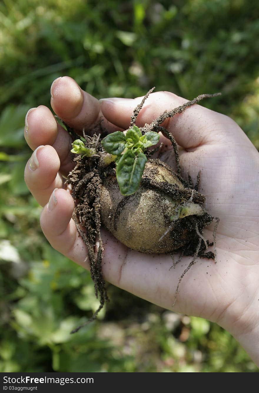 Seedling In Hand