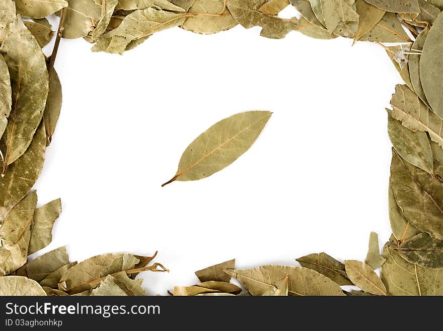 Many isolated laurel leaves with one leave in the center. Many isolated laurel leaves with one leave in the center