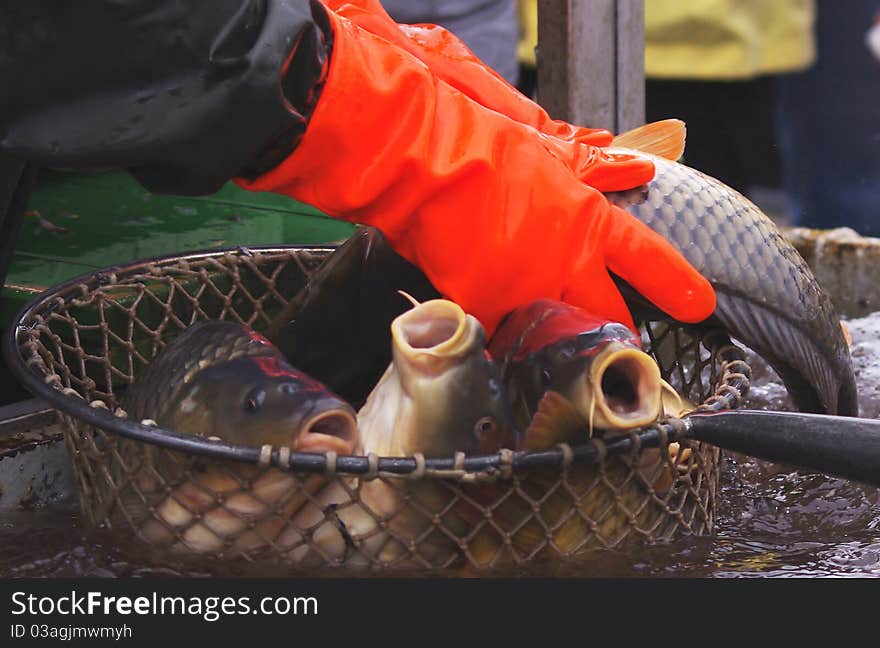 Fisherman hands