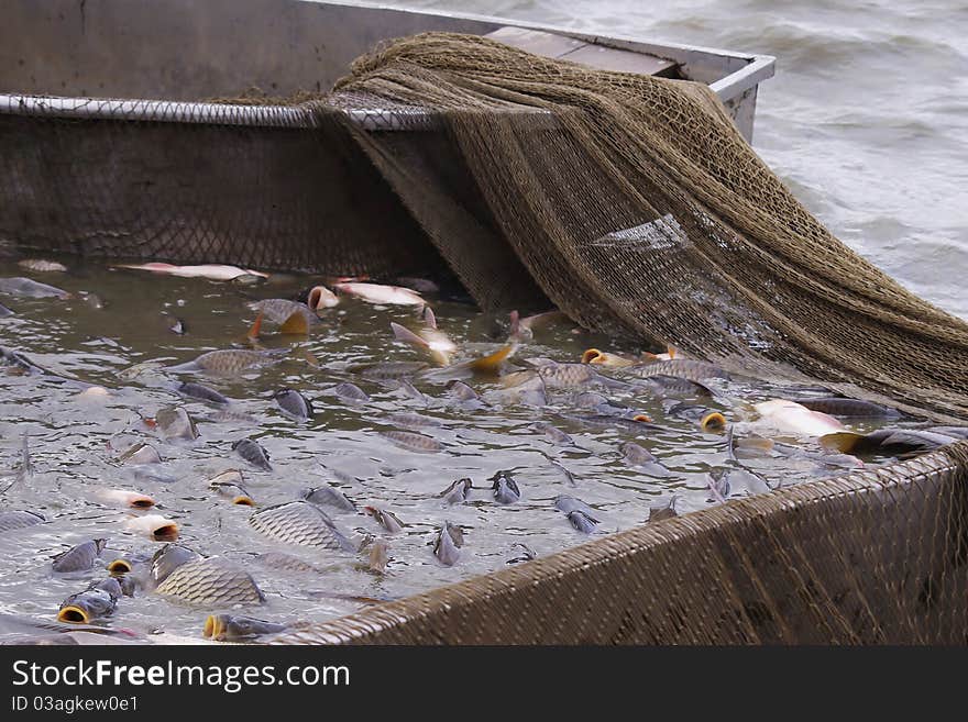 Boat and fish