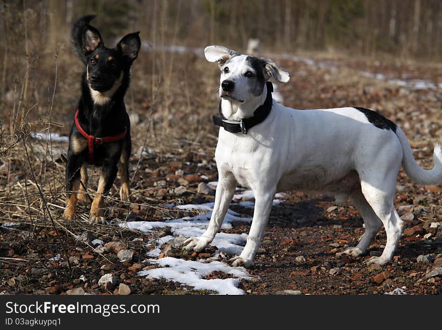 Two cute doggies waiting for a stick to be thrown - outdoor scene. Two cute doggies waiting for a stick to be thrown - outdoor scene