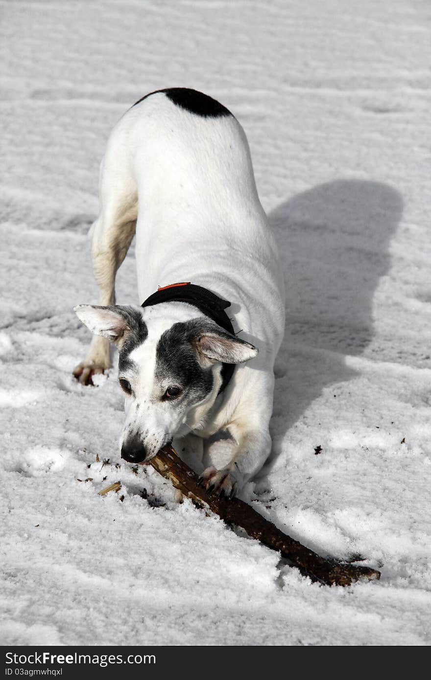 Cute white doggy playing with a stick - outdoor winter scene