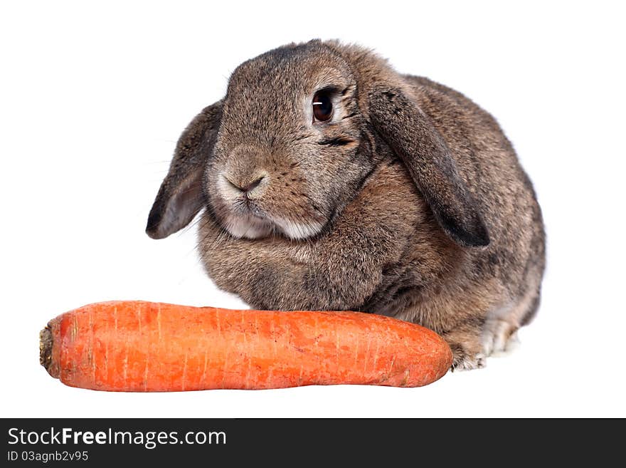 Adorable rabbit with carrot isolated on a white