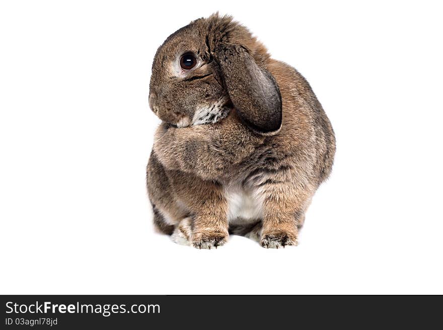 Adorable rabbit isolated in white