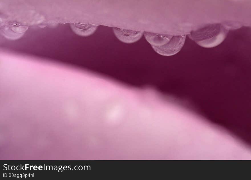 Closeup of pink flower with water drops