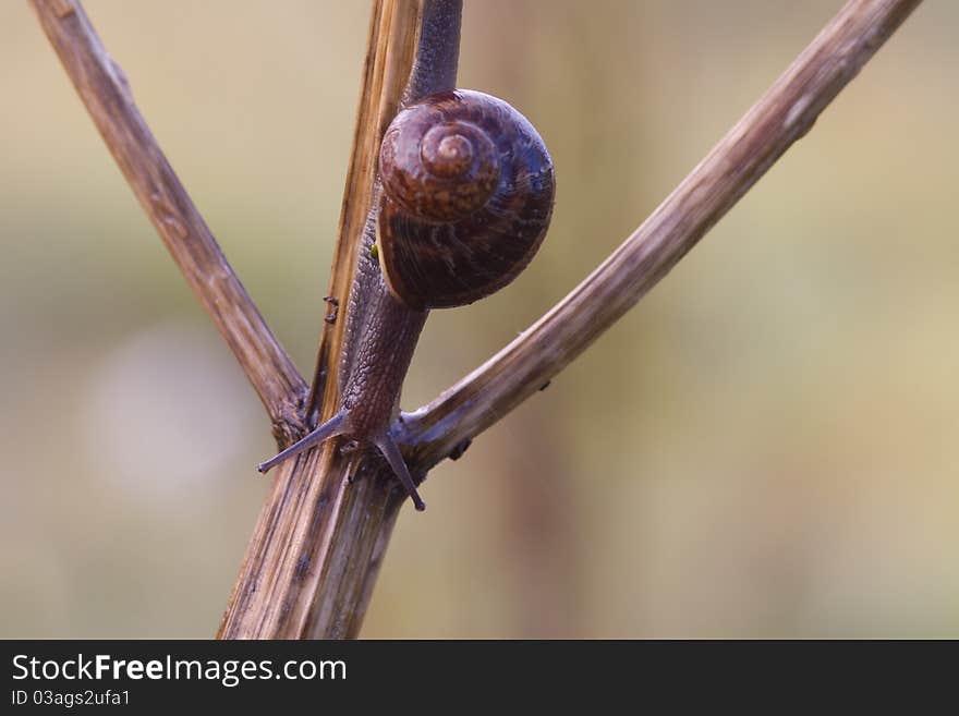 Snail Garden snail crawling on a stem