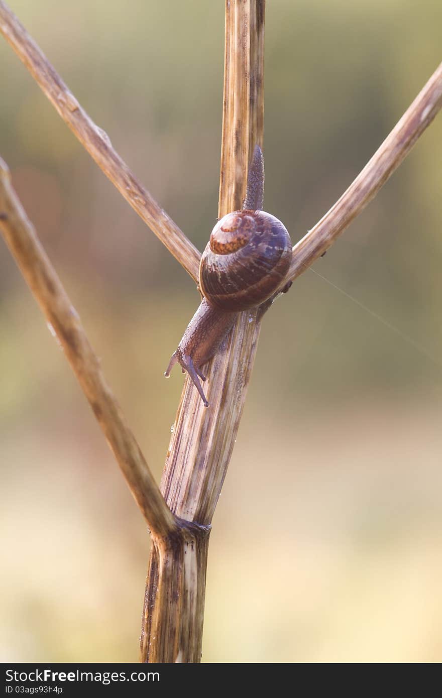 Snail Garden snail crawling on a stem