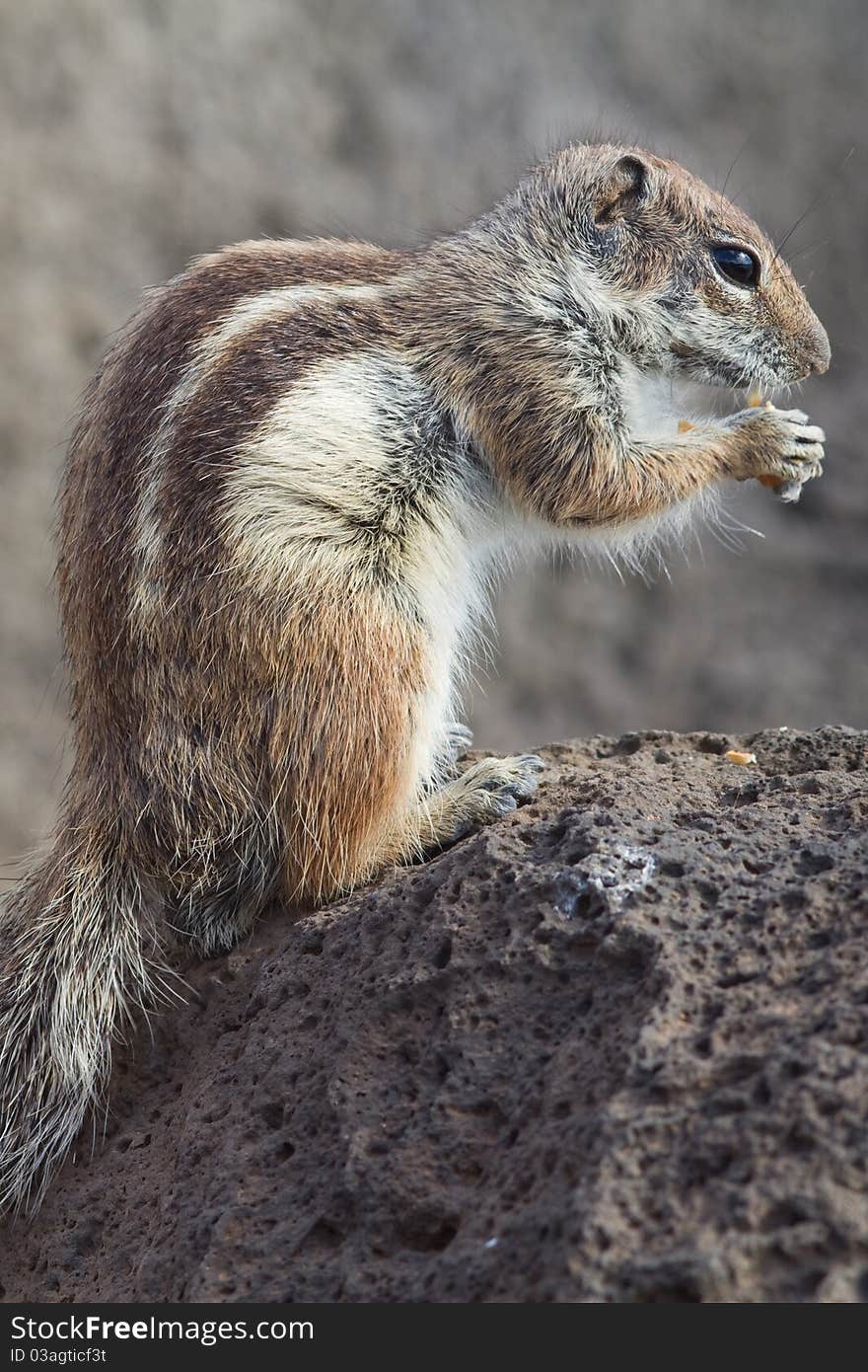 Ground Squirrel from Africa now breeding in Fuerteventura