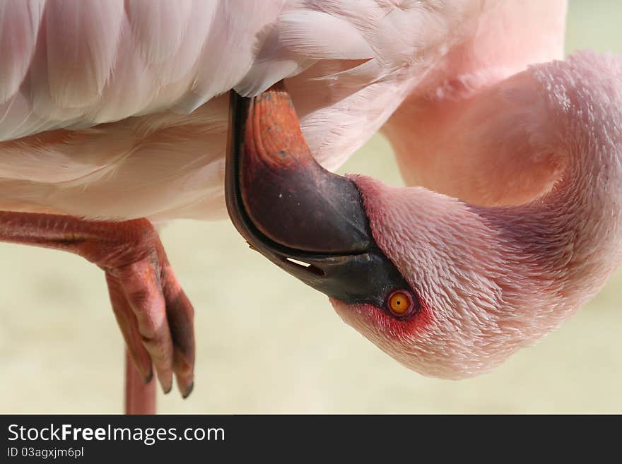 Flamingo Beautiful pink bird from florida closeup