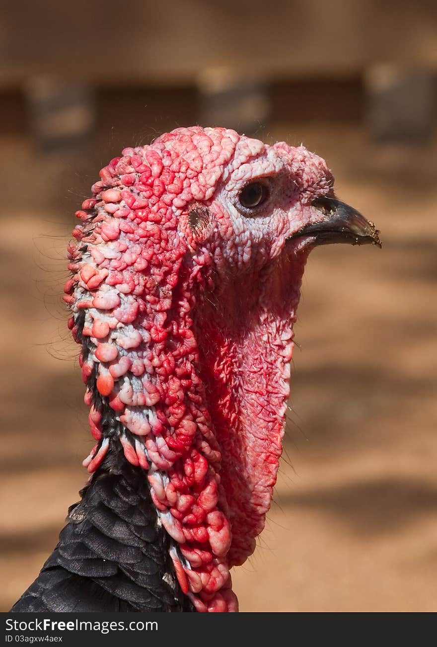 Turkey (Meleagris gallopavo)