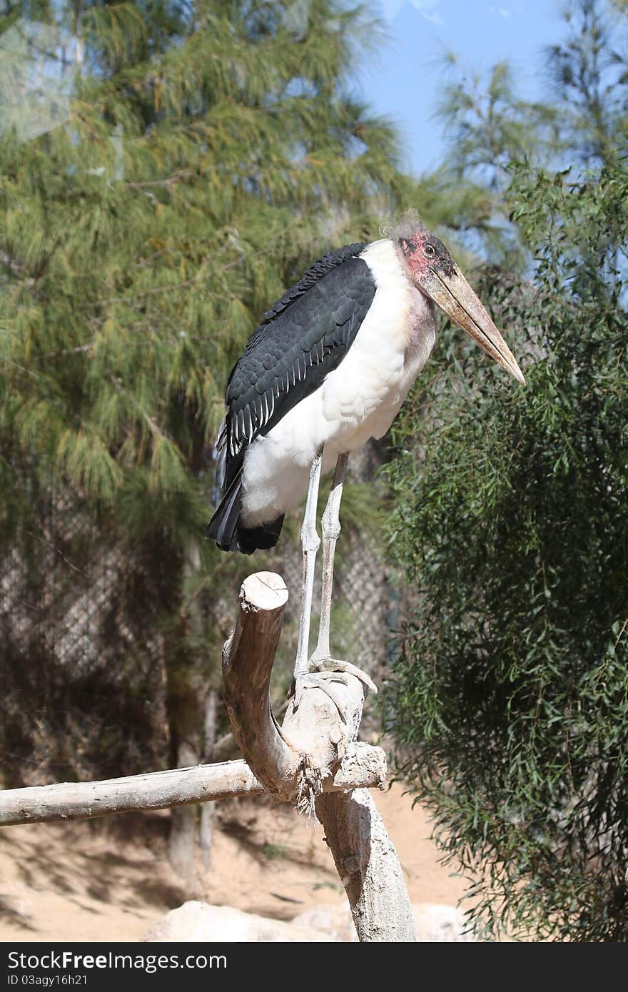 Marabou (Leptoptilos crumeniferus) perching on a tree branch