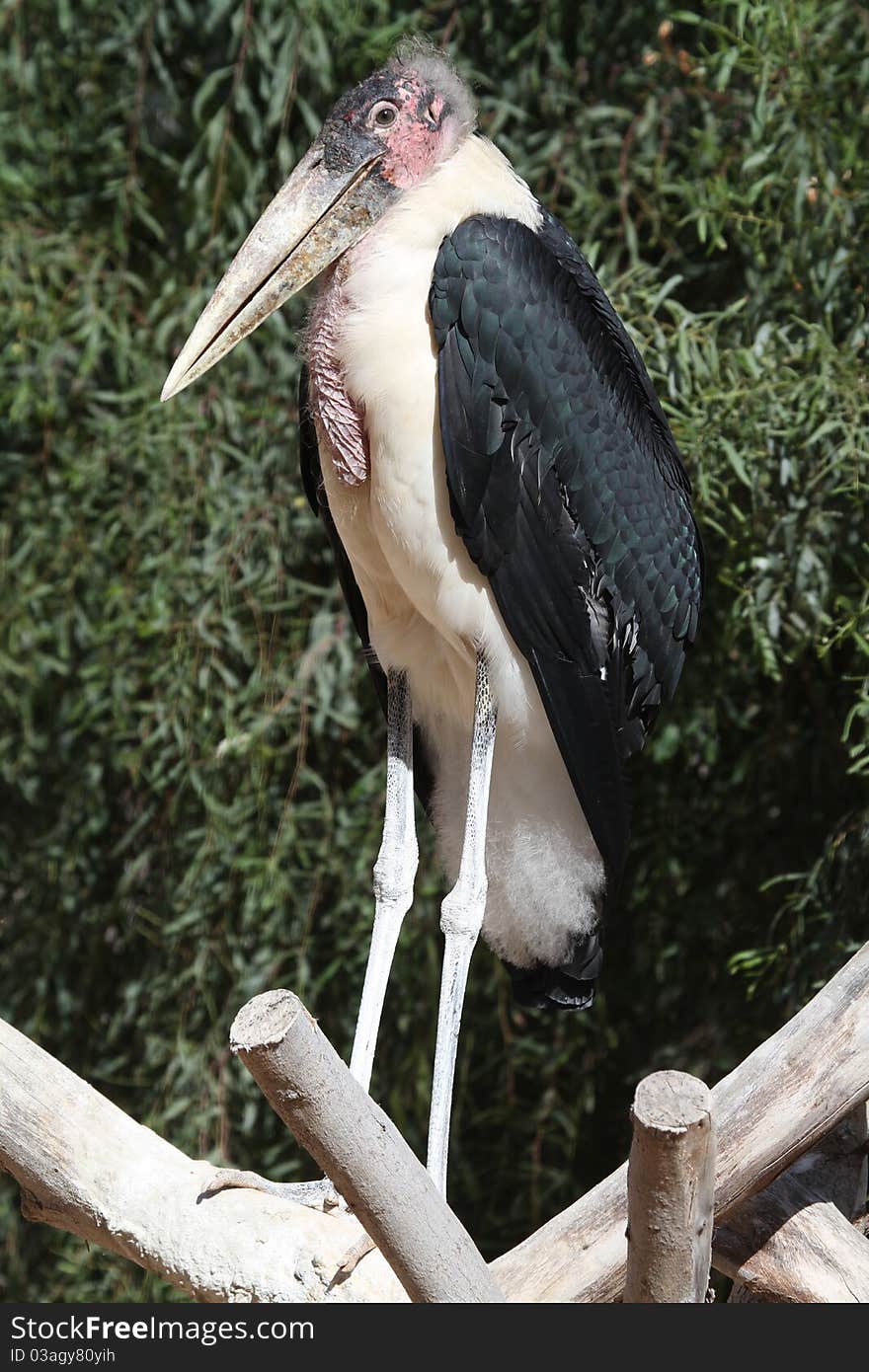 Marabou (Leptoptilos crumeniferus) perching on a tree branch