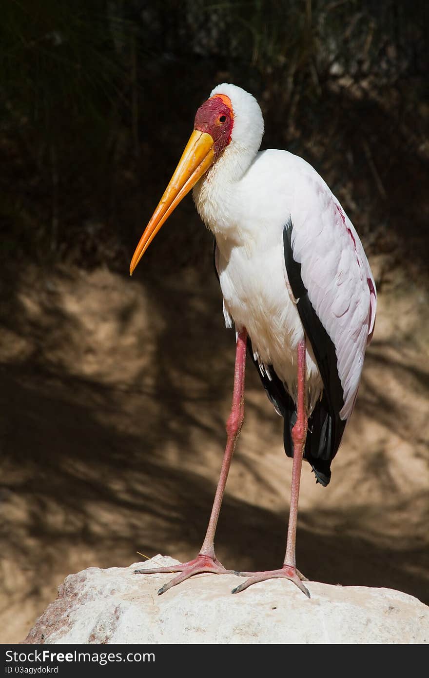 Marabou (Leptoptilos crumeniferus) perching on a tree branch