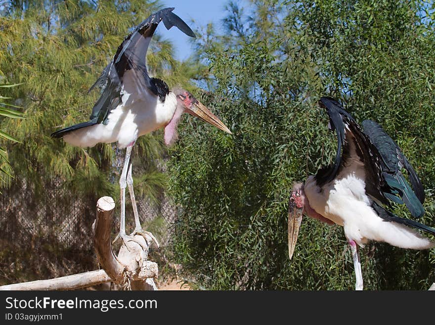 Marabou (Leptoptilos crumeniferus) perching on a tree branch