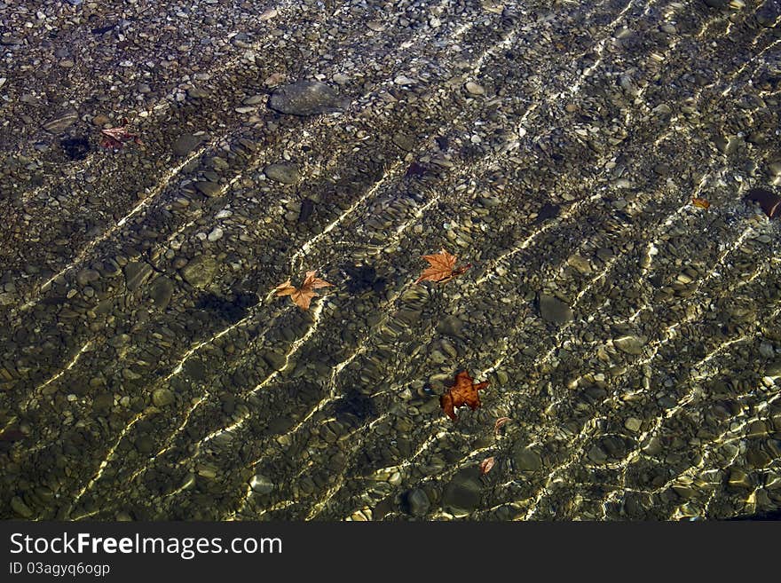 Leaves with ripples floating in clear water