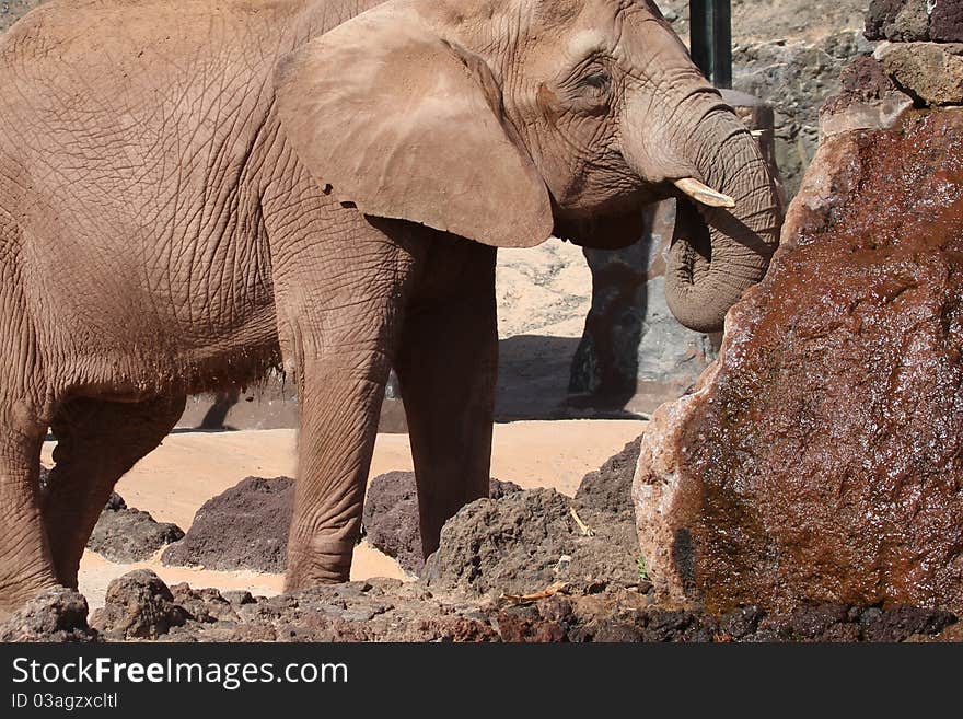 Elephant close up of this big beautiful animal