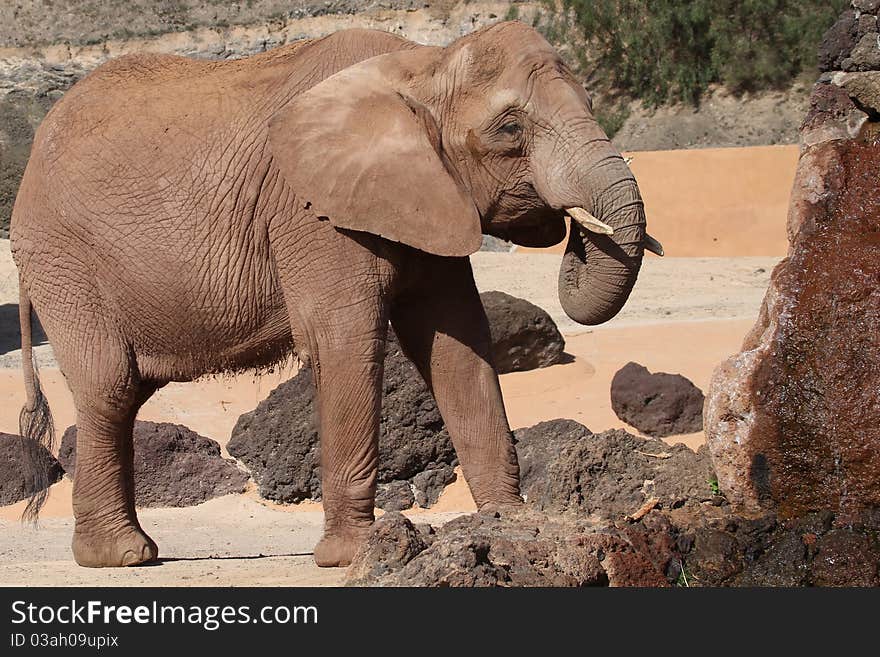 Elephant close up of this big beautiful animal