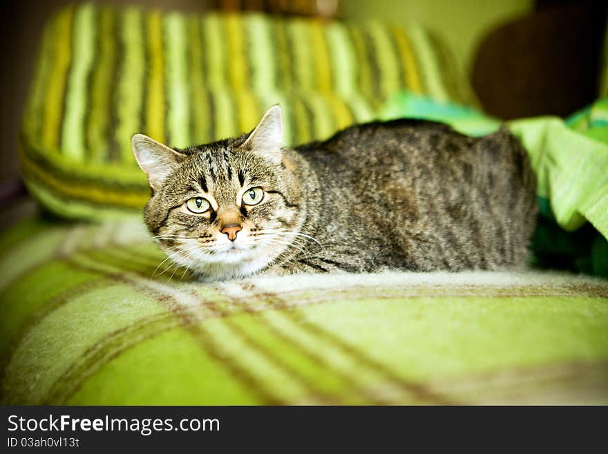 Ugly cat sitting on sofa